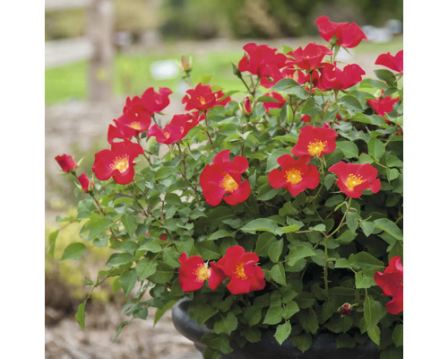Rosier en pot avec des fleurs rouges et des feuilles vertes