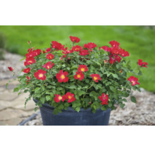 Rosier en pot avec des fleurs rouges