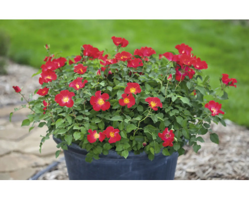 Rosier en pot avec des fleurs rouges