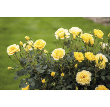 Fleurs de roses jaunes dans le jardin