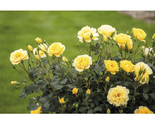 Fleurs de roses jaunes dans le jardin