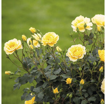 Fleurs de roses jaunes dans le jardin