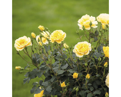 Fleurs de roses jaunes dans le jardin