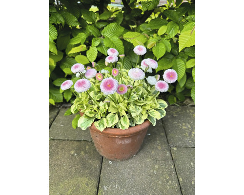 Pâquerettes en pot dans le jardin