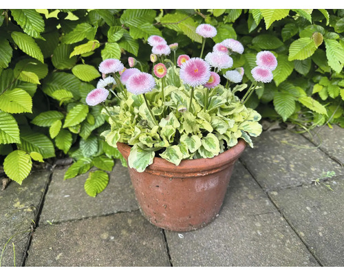 Pâquerettes dans un pot en terre cuite sur fond vert