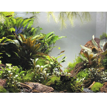 Bucephalandra auf Stein- Bucephalandra spec. ca. 10 x 7 x 7 cm