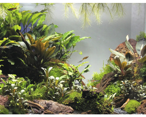Aquarium mit Pflanzen und Fischen