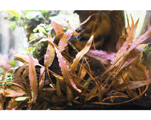 Aquarium avec plantes aquatiques