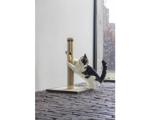 Chat griffant un arbre à chat avec jouet