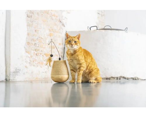 Orangefarbene Katze sitzt neben einem Kratzbaum mit Spielzeug