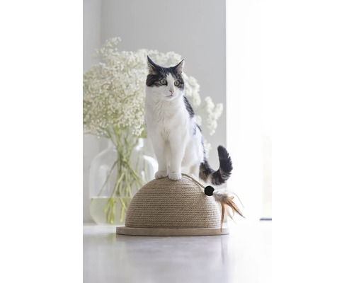 Chat sur un arbre à chat avec jouet