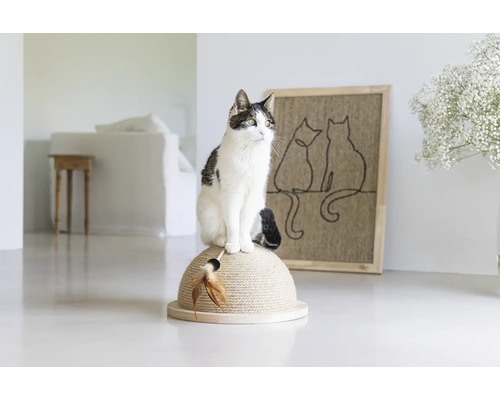 Chat assis sur un griffoir dans une pièce lumineuse.