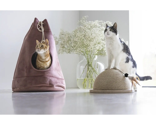 Chat dans une maison pour chat et un chat sur un arbre à chat