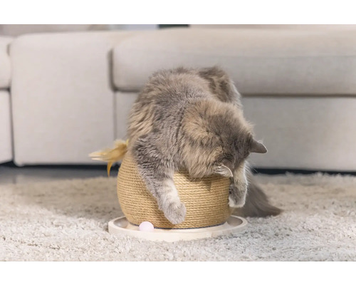 Katze auf einem Kratzbaum mit Spielzeug