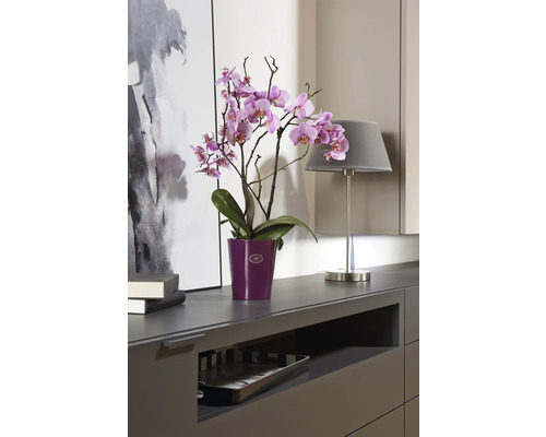Orchidee im Topf auf einer Kommode mit Lampe