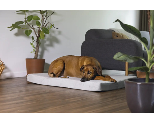 Chien se reposant sur un lit pour chien dans une pièce lumineuse.