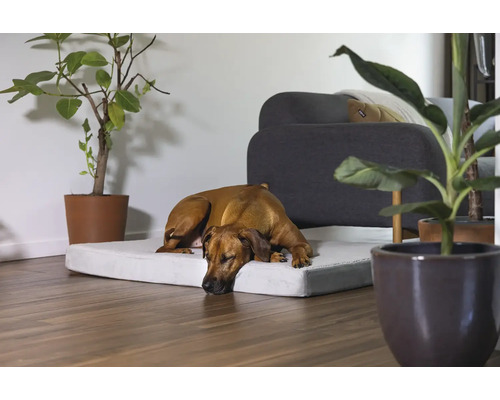 Un chien dort sur un lit pour chien dans le salon.