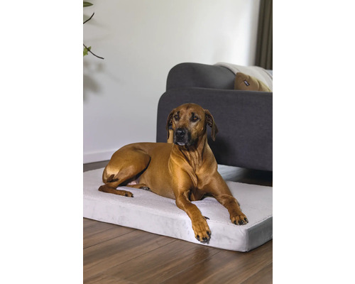 Chien allongé sur un lit pour chien dans un salon