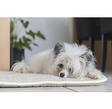 Un petit chien est couché sur un tapis pour chien.