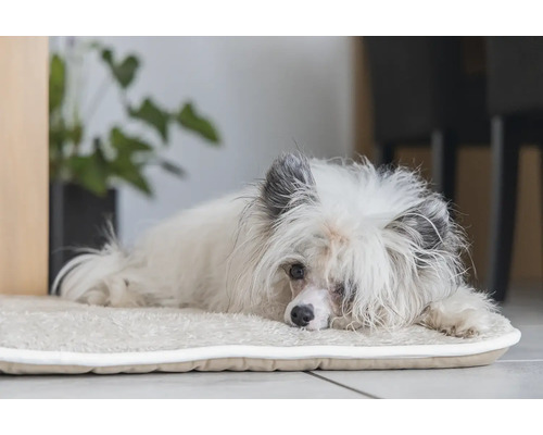 Ein kleiner Hund liegt auf einer Hundematte.