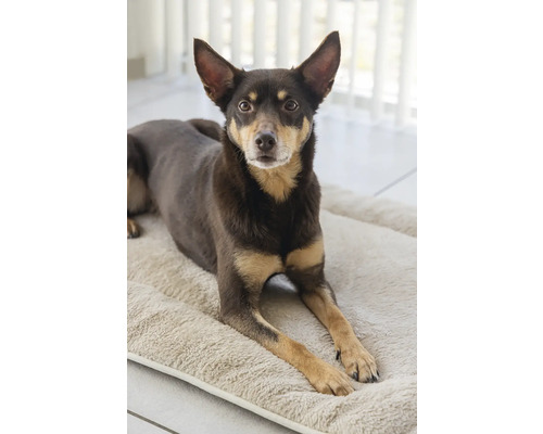 Hund liegt auf einem Hundebett