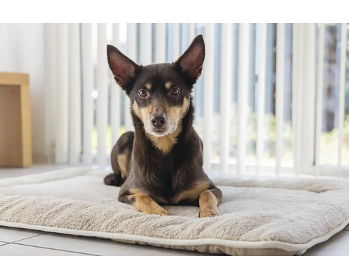 Ein Hund liegt auf einem Hundebett.