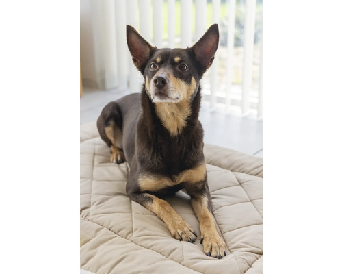 Ein Hund liegt auf einem Hundebett.