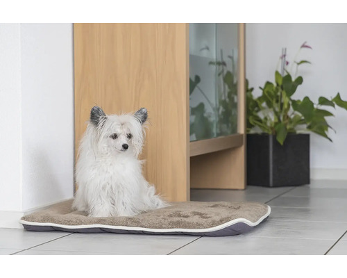 Ein weissen Hond setzt op engem Hondsbett.