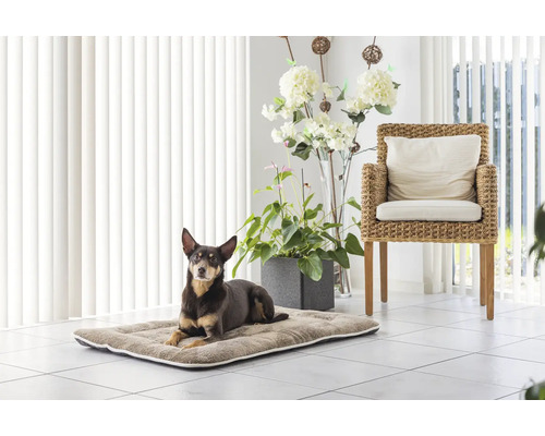 Hund liegt auf einer Hundematratze in einem hellen Raum mit einem Rattansessel und Zimmerpflanzen.