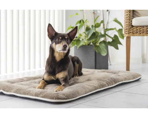 Hund liegt auf Hundebett im Innenraum.