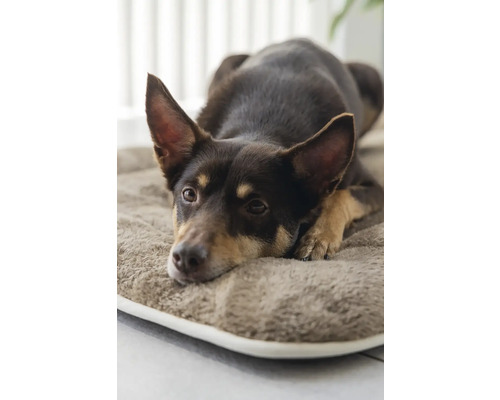 Brauner Hund ruht auf einem Hundebett.