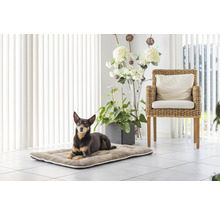 Chien allongé sur un coussin pour chien dans une pièce lumineuse avec fauteuil et plantes.