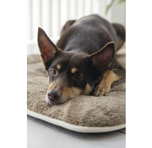 Chien marron se repose sur un lit pour chien.
