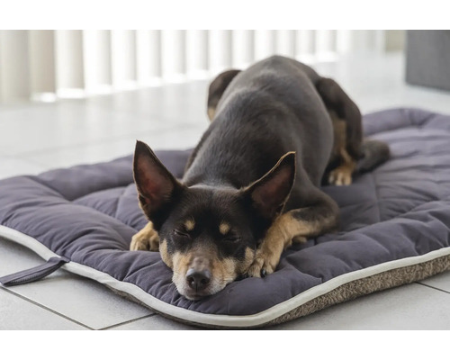 Schlafender Hund auf einem grauen Hundebett