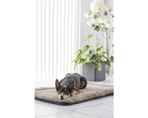 Hund liegt auf einem Hundebett im Innenraum