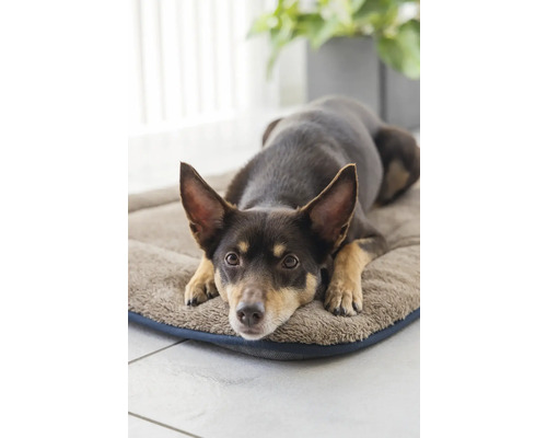 Hund liegt auf Hundebett