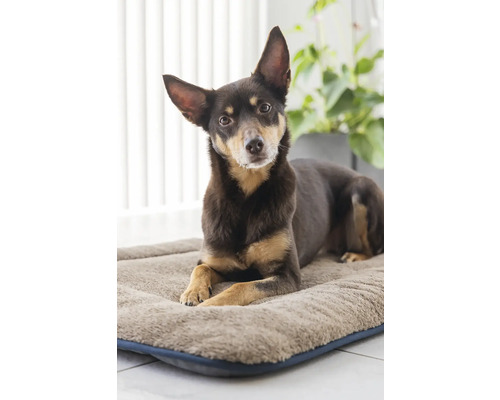 Hund liegt auf Hundebett