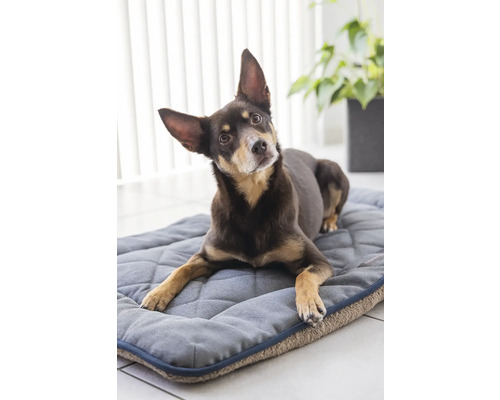 Ein Hund liegt auf einem grauen Hundebett.