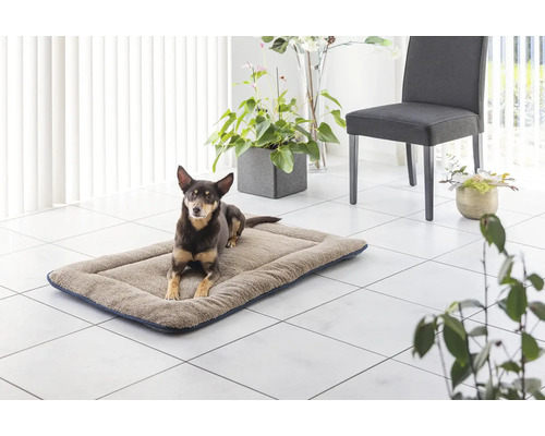 Hund liegt auf einem rechteckigen Hundebett im Zimmer.