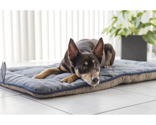 Hund liegt auf einem Hundebett.