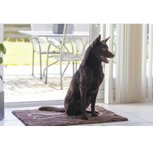 Hund sitzt auf einer Fußmatte im Innenbereich