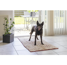 Chien debout sur un tapis de sol dans une pièce lumineuse.