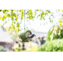 Mésange bleue sur une mangeoire à oiseaux dans le jardin.