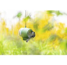 Mésange sur un distributeur de nourriture dans le jardin