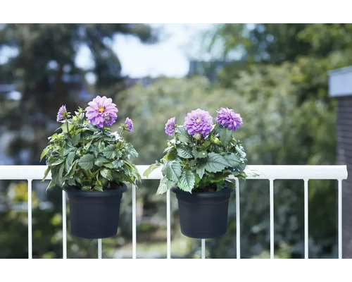 Deux dahlias en pots suspendus sur un balcon