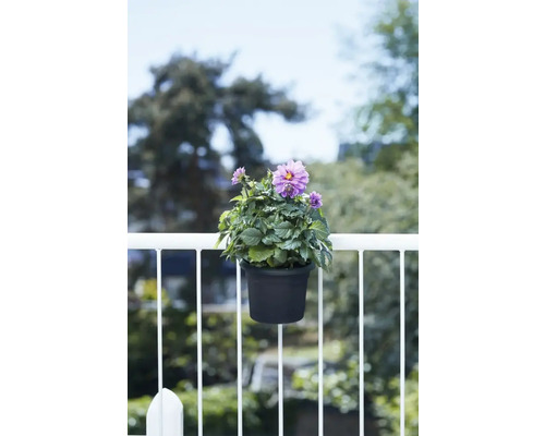 Dahlia dans un pot, fixé à une balustrade de balcon.