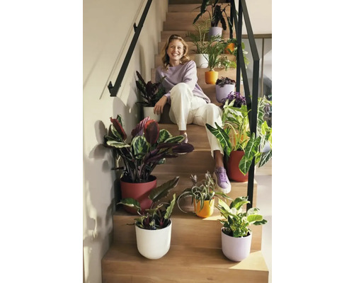 Femme assise sur un escalier, entourée de plantes d''intérieur dans des pots de fleurs colorés.