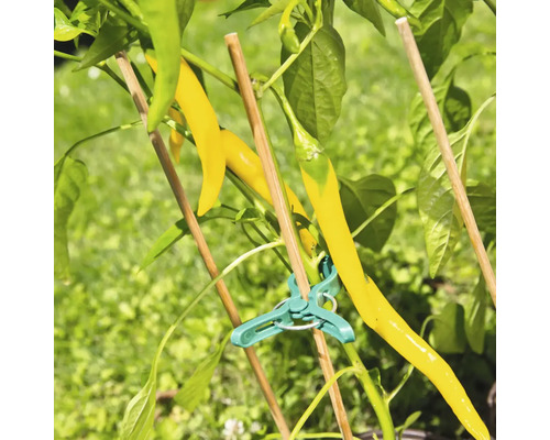 Plant de poivron long jaune avec support à plantes et clip pour plantes
