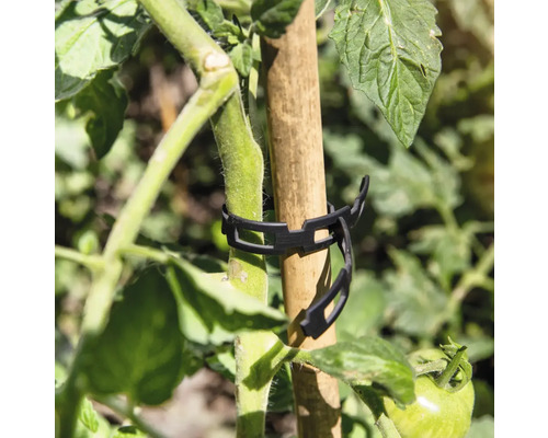 Plant de tomate fixé à un bâton en bois avec une attache pour plantes