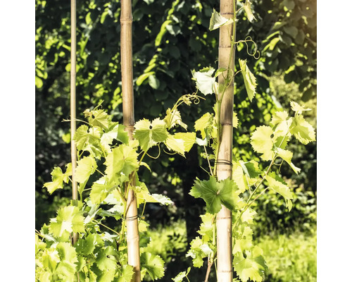 Weinreben wachsen an Bambusstäben im Garten.